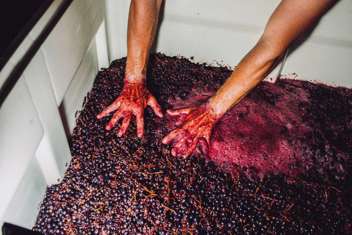Hands squishing fresh red grapes to extract their juice.