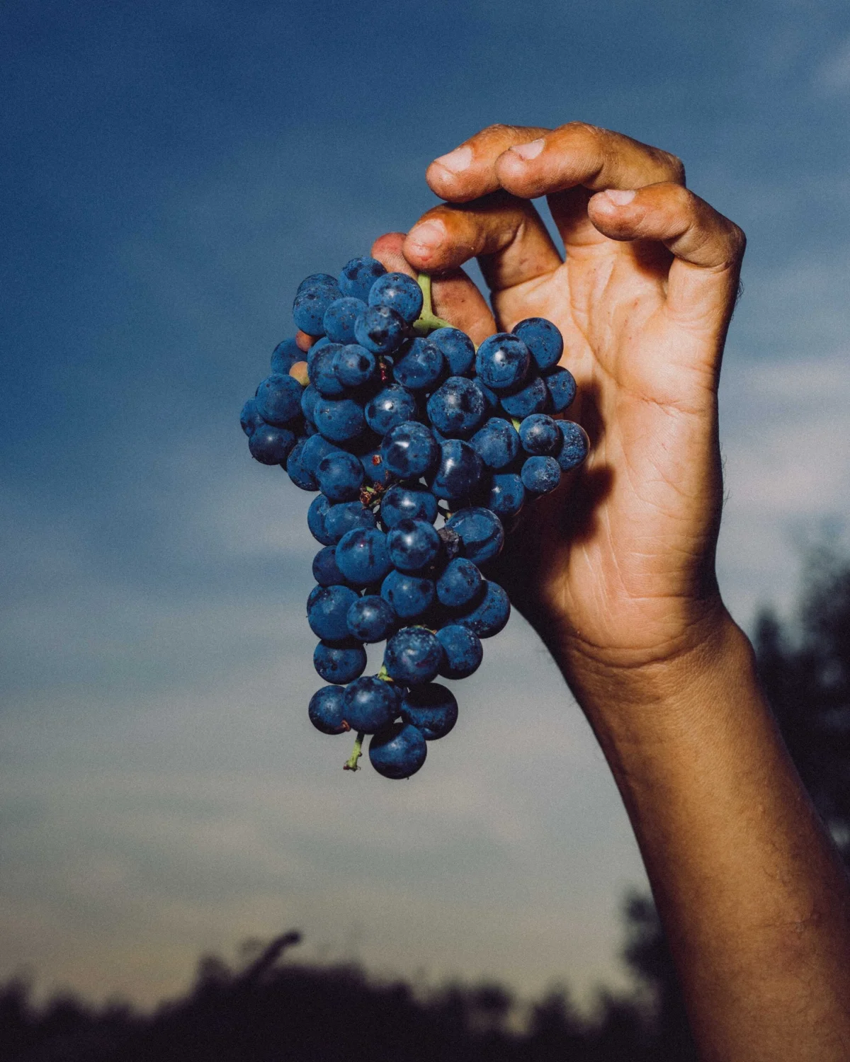 A hand holding a bunch of red grapes.