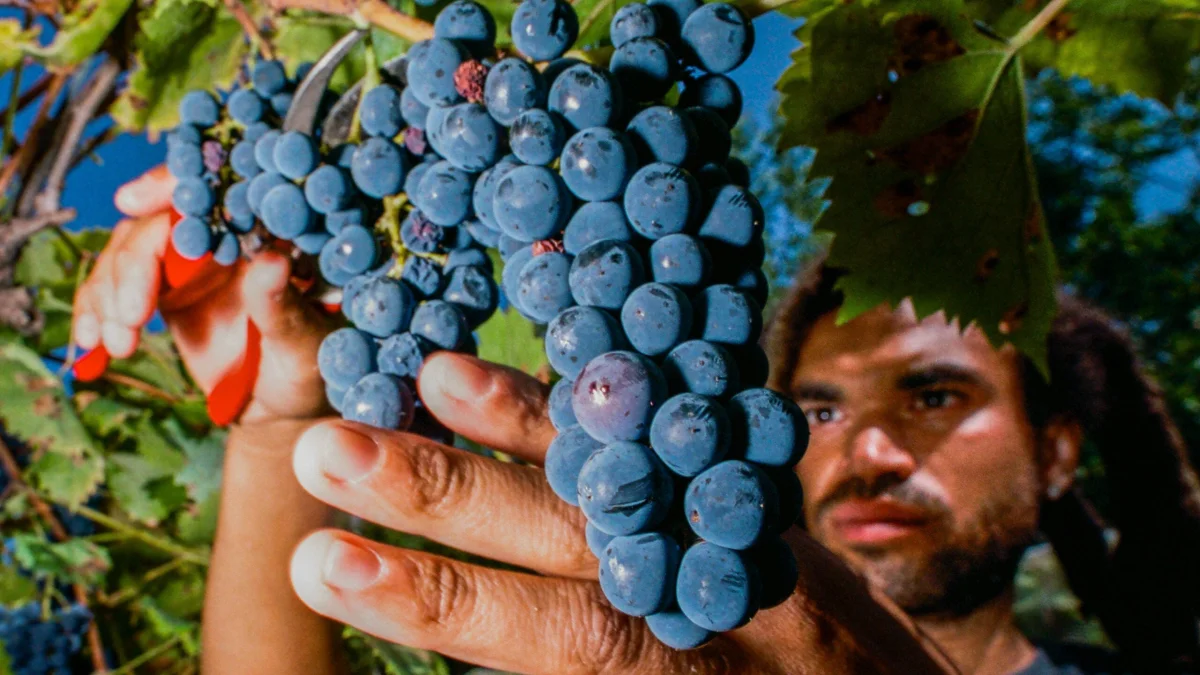 Hybrid wine